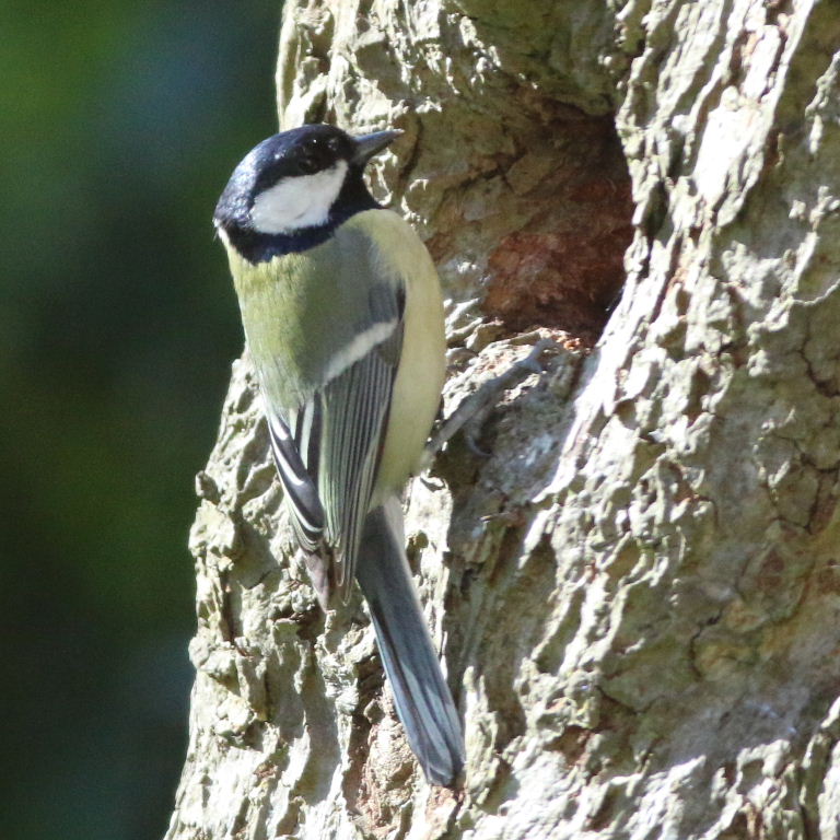Great Tit at tree hole
