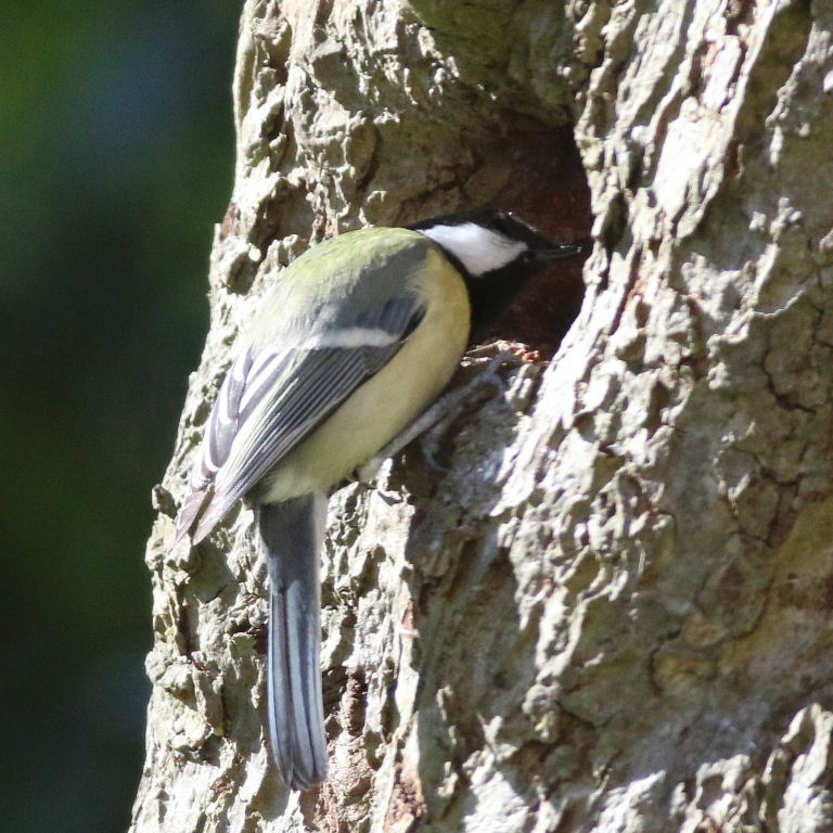 Great Tit at tree hole