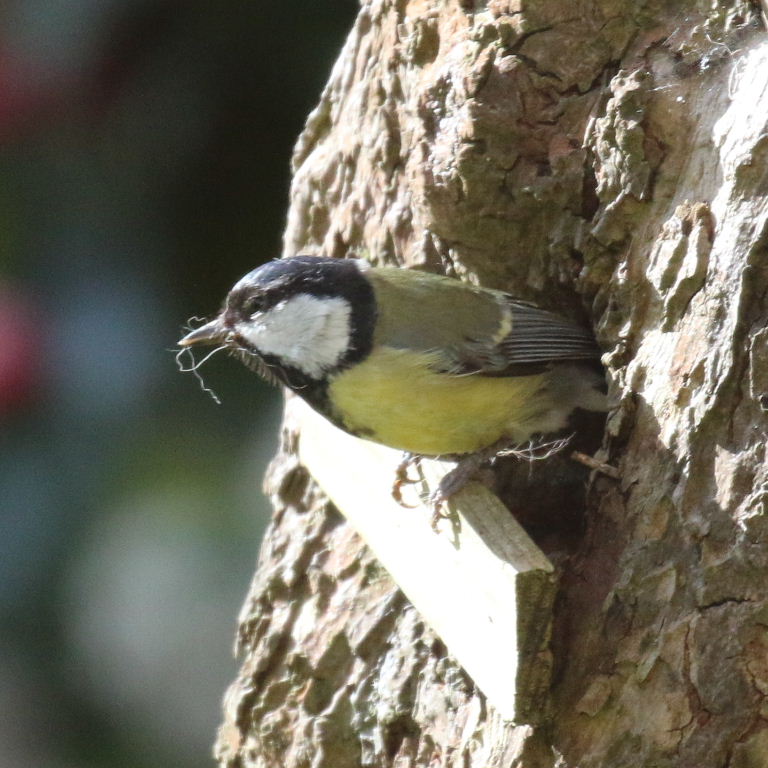 Great Tit at tree hole