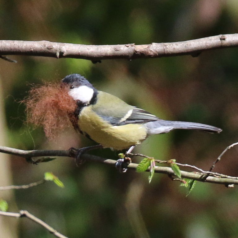 Great Tit with red beard