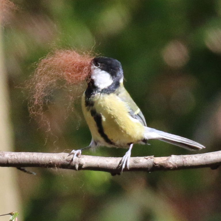 Great Tit with red beard