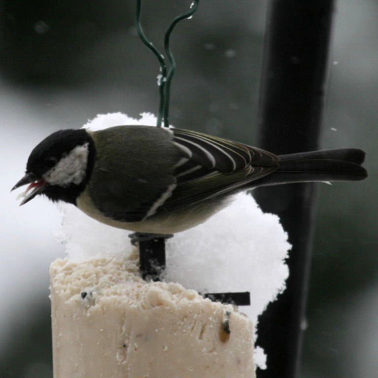 Great Tit tongue
