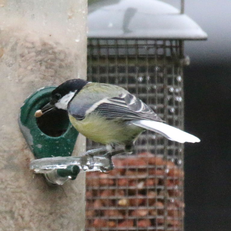 Great Tit with white tail