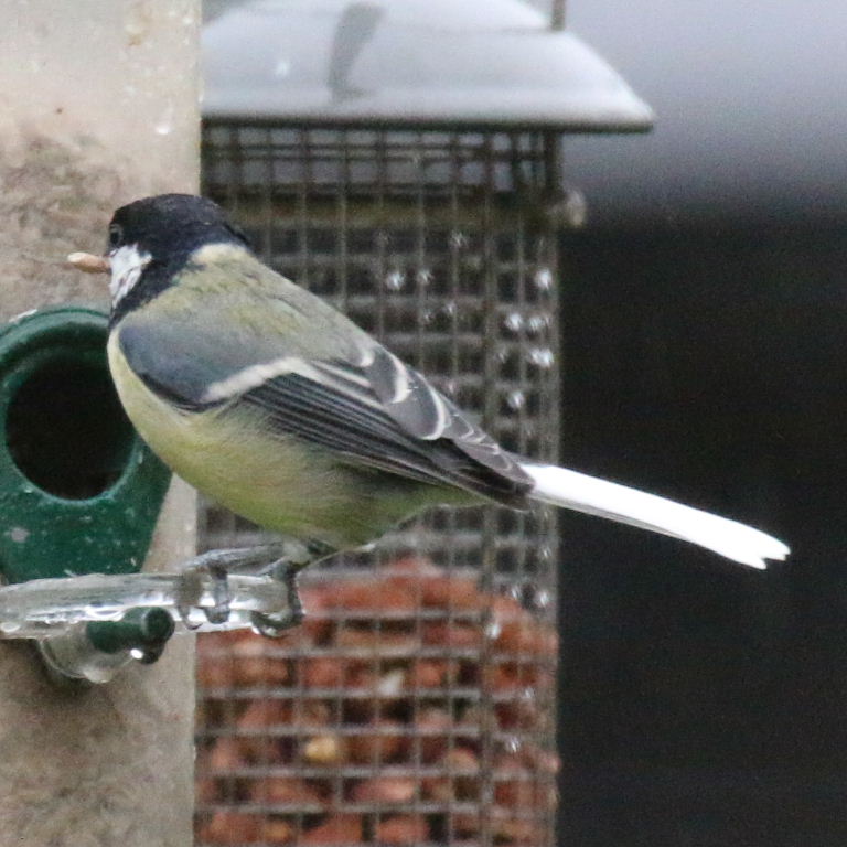 Great Tit with white tail