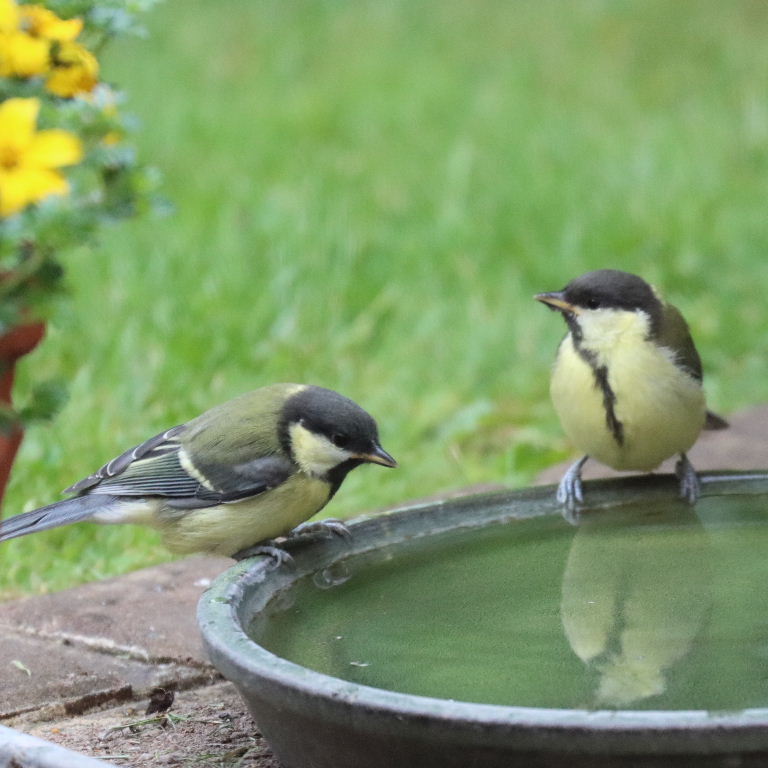Great Tit on bath