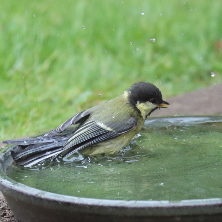 Great Tit in bath
