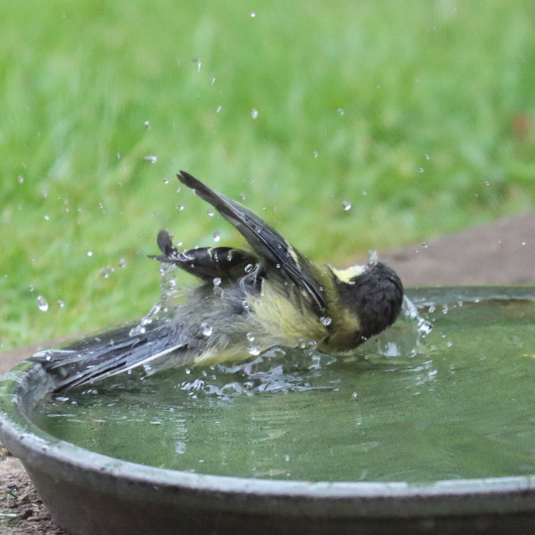 Great Tit bathing