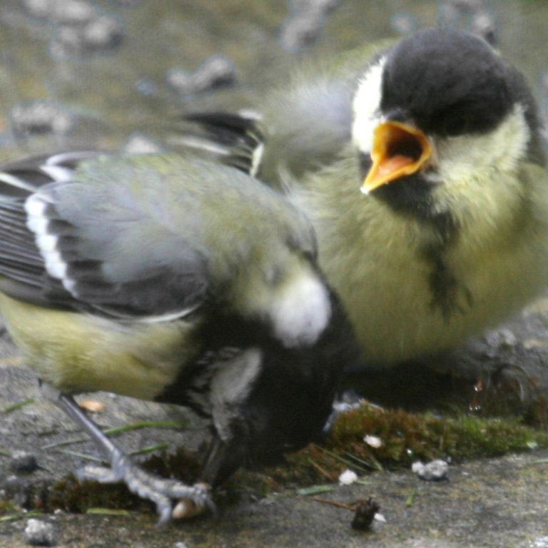 Great Tit chick