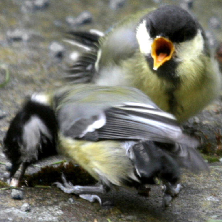 Great Tit chick