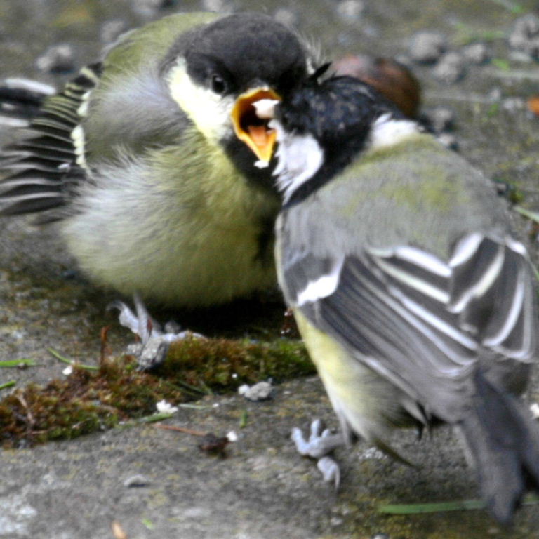 Great Tit chick