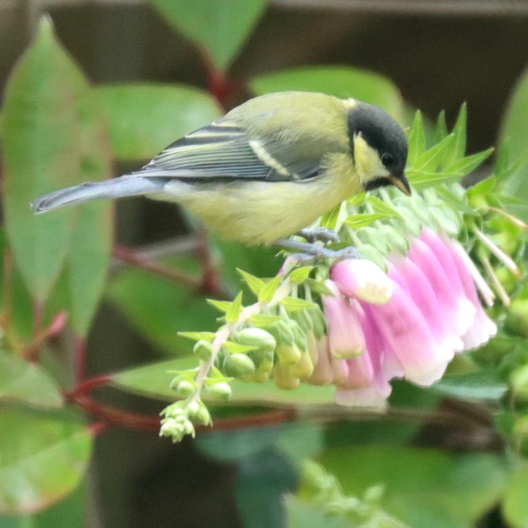 Great Tit on foxglove
