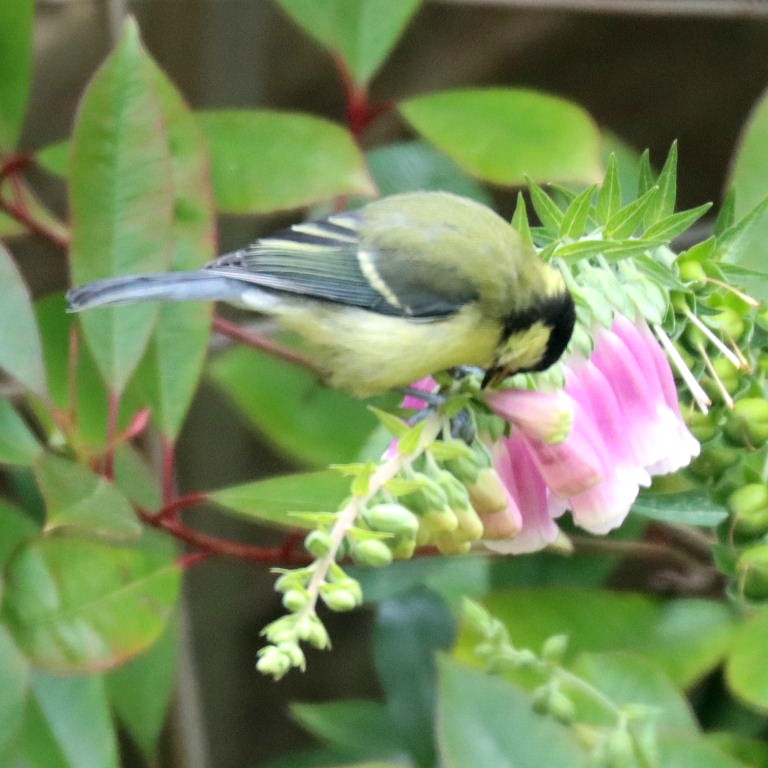 Great Tit vandalising foxglove