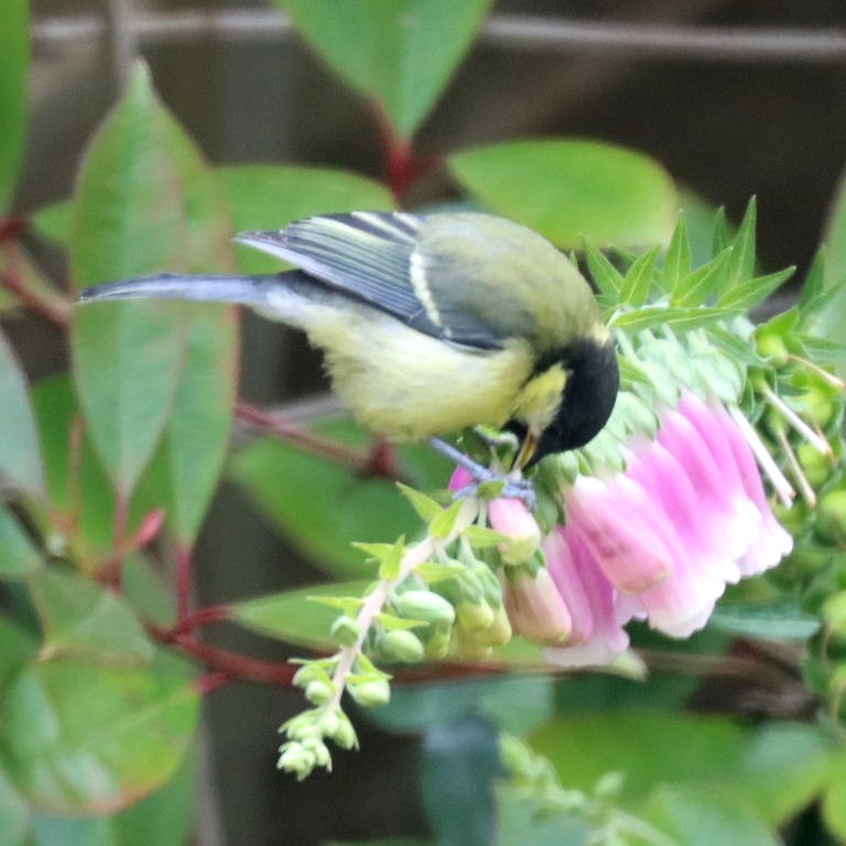 Great Tit vandalising foxglove