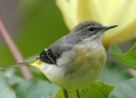Grey wagtail