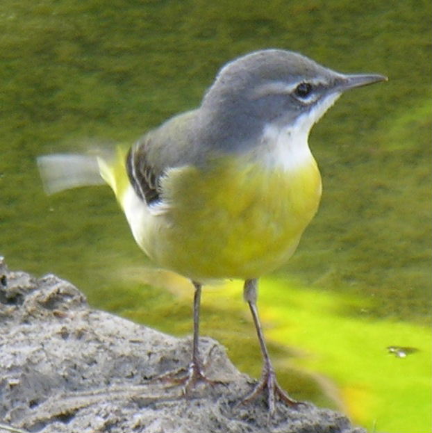 Grey Wagtail