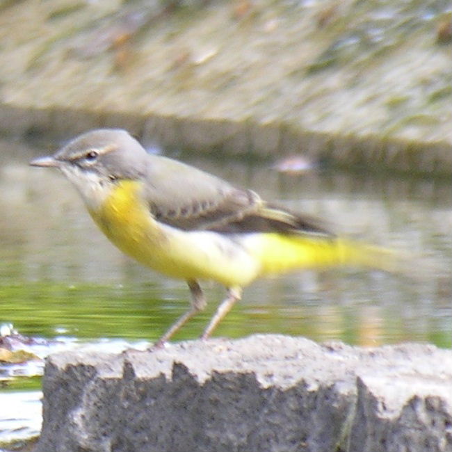 Grey Wagtail