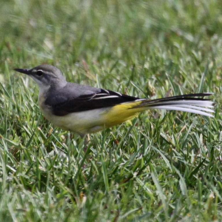 Grey Wagtail