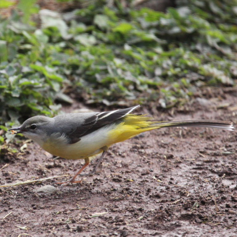 Grey Wagtail