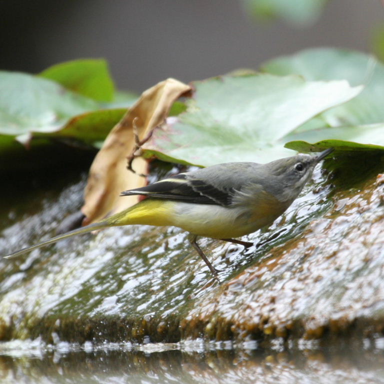 Grey Wagtail