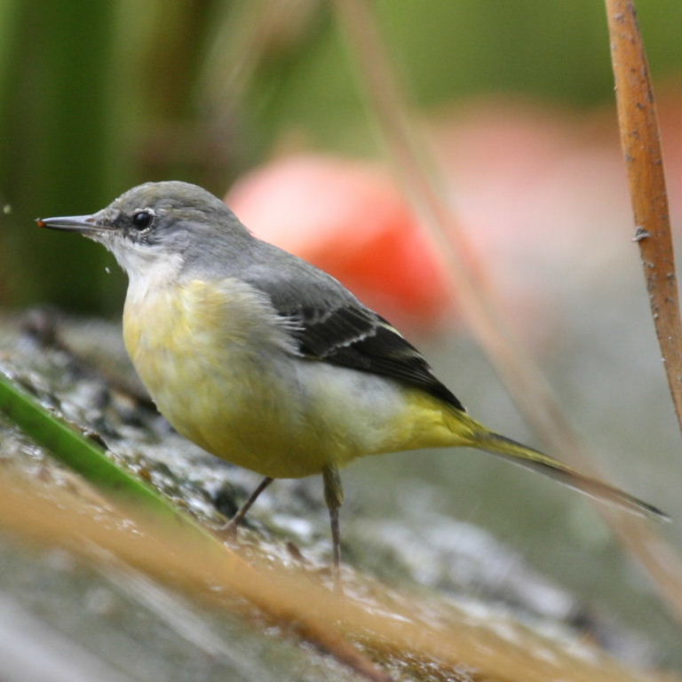 Grey Wagtail