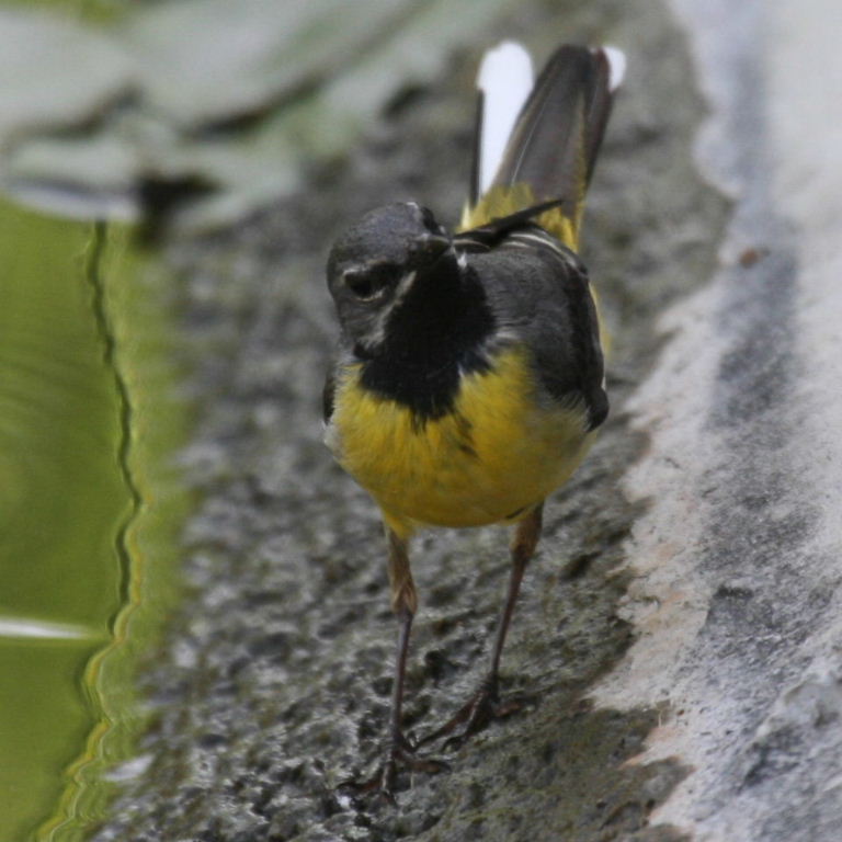 Grey Wagtail