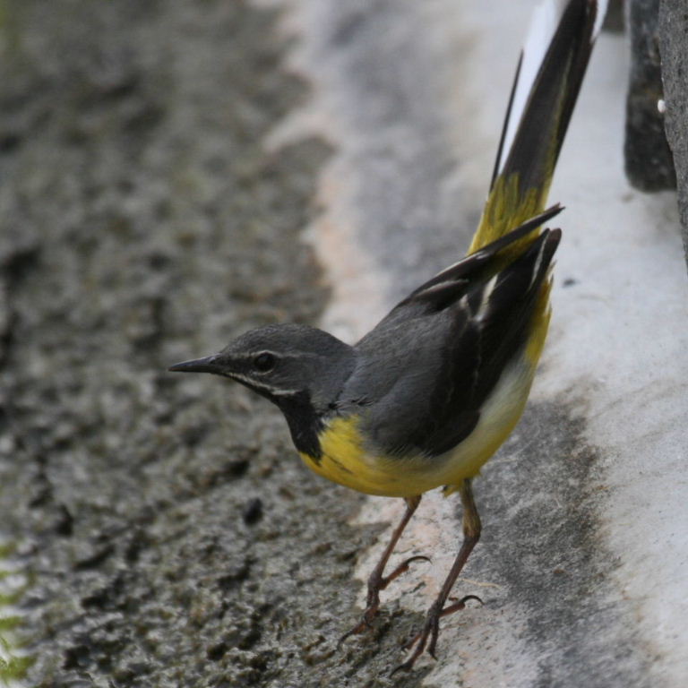 Grey Wagtail