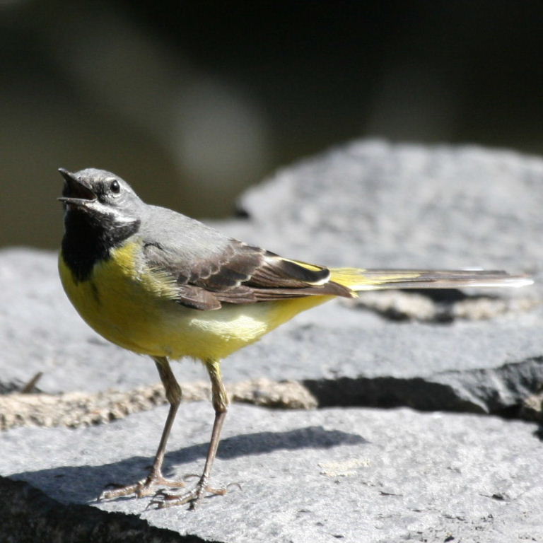 Grey Wagtail