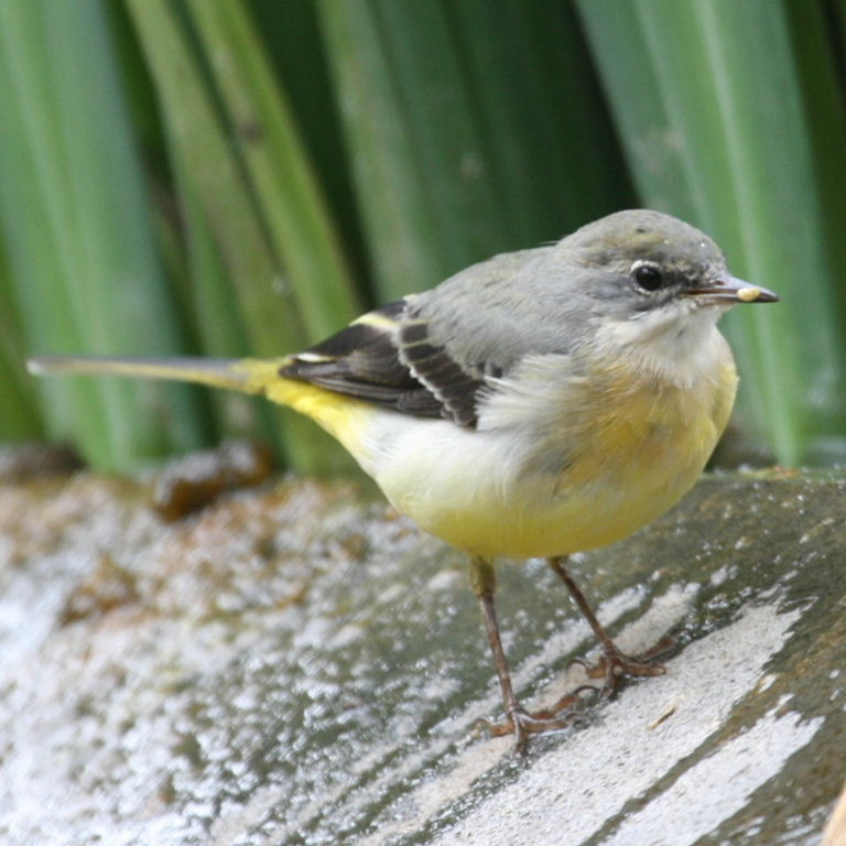 Grey Wagtail
