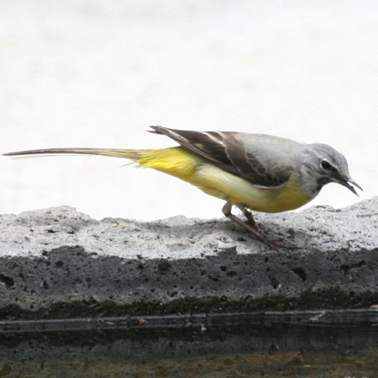 Grey Wagtail