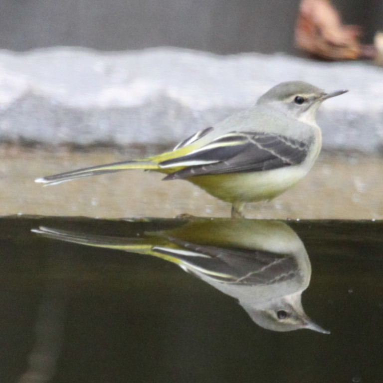 Grey Wagtail