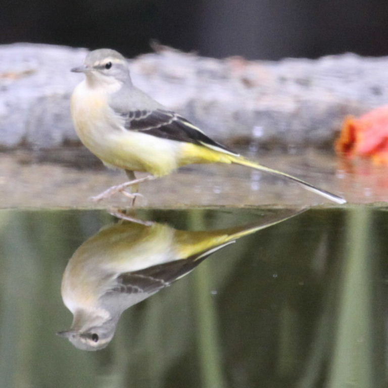 Grey Wagtail reflection