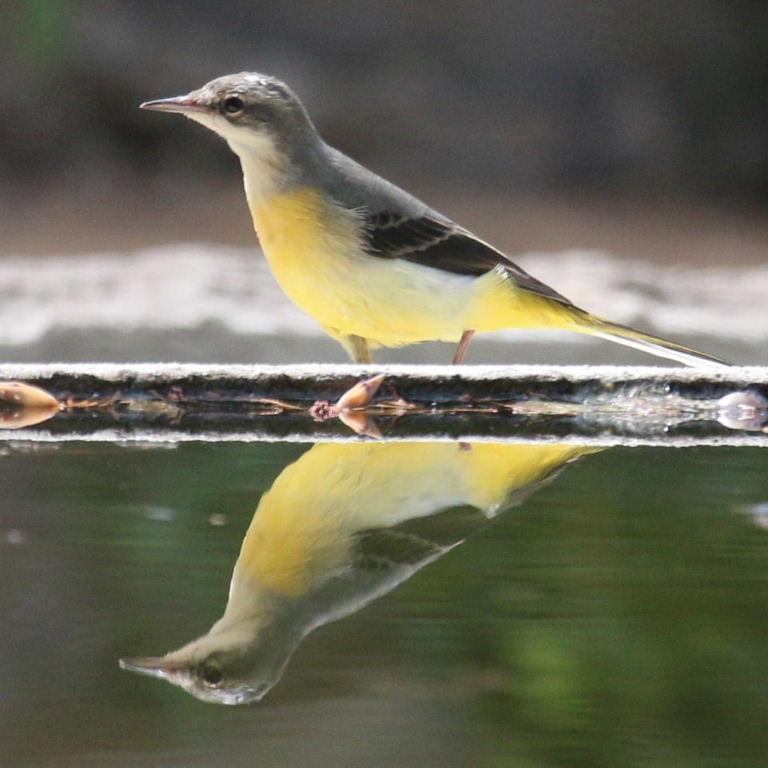 Grey Wagtail reflecting