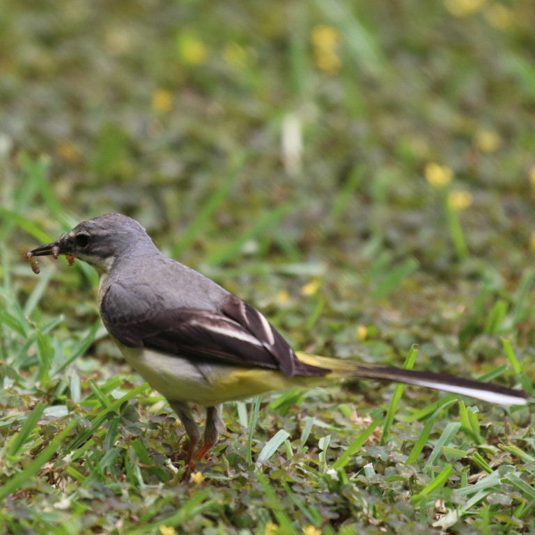 Grey Wagtail