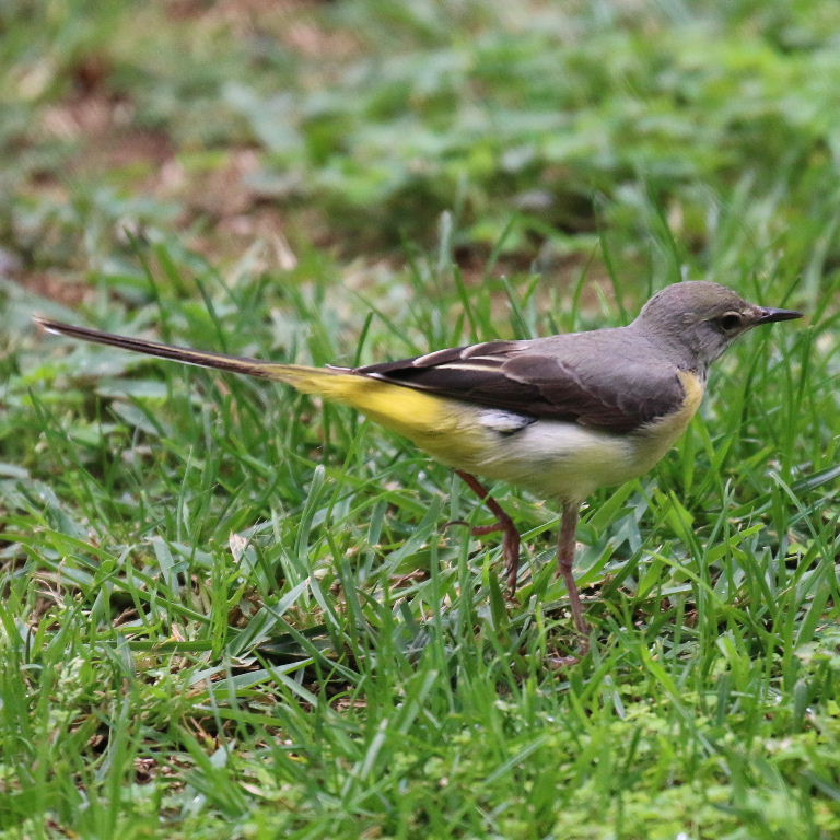 Grey Wagtail