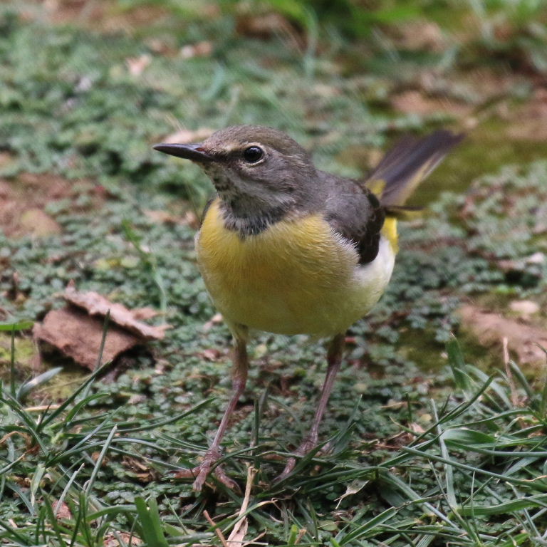 Grey Wagtail