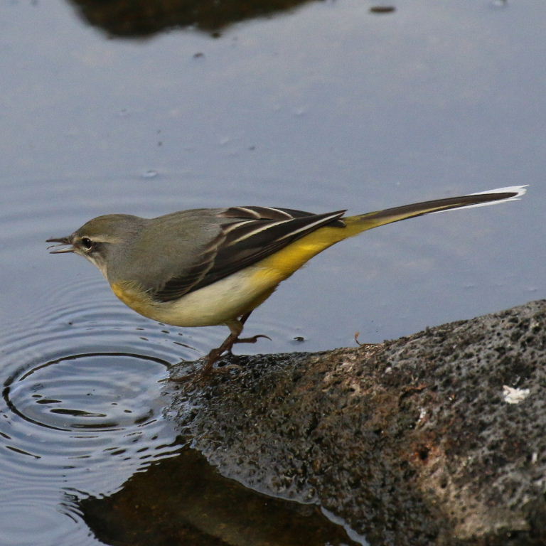 Grey Wagtail