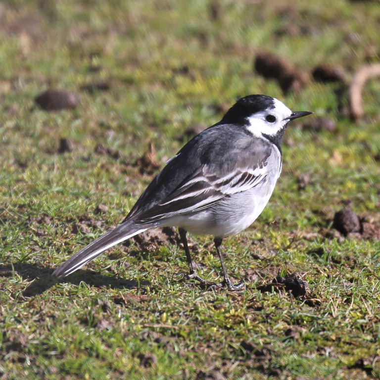 Pied Wagtail female