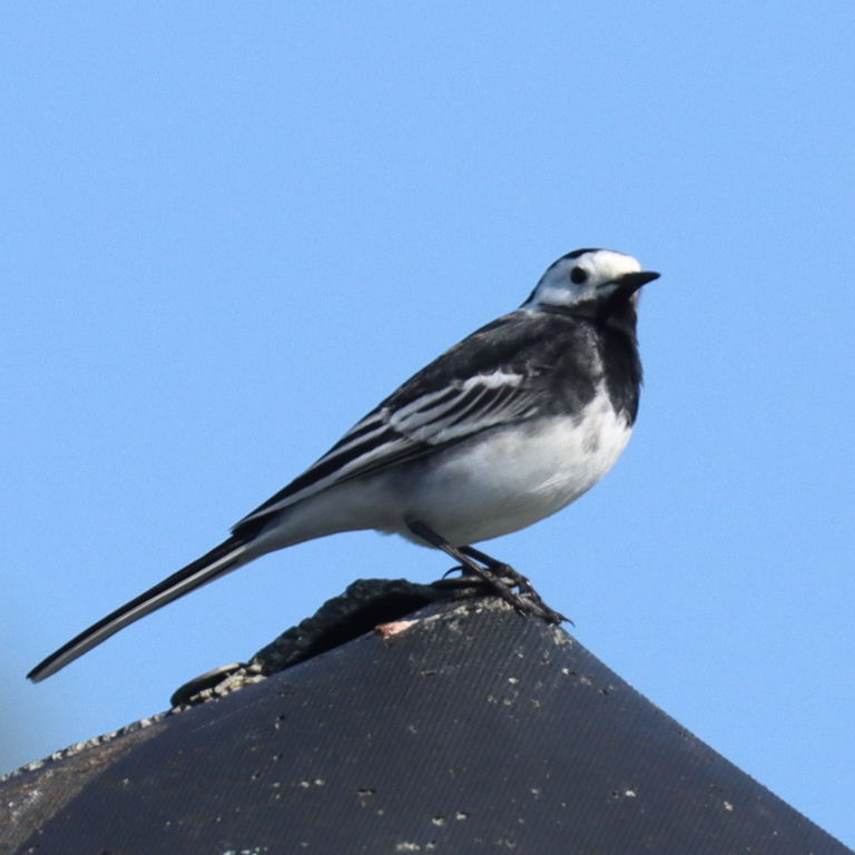 possible hybrid wagtail