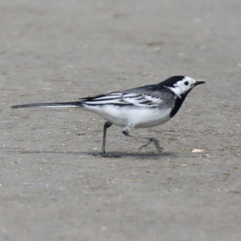 possible hybrid wagtail