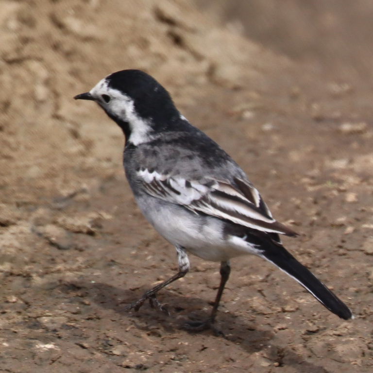 possible hybrid wagtail