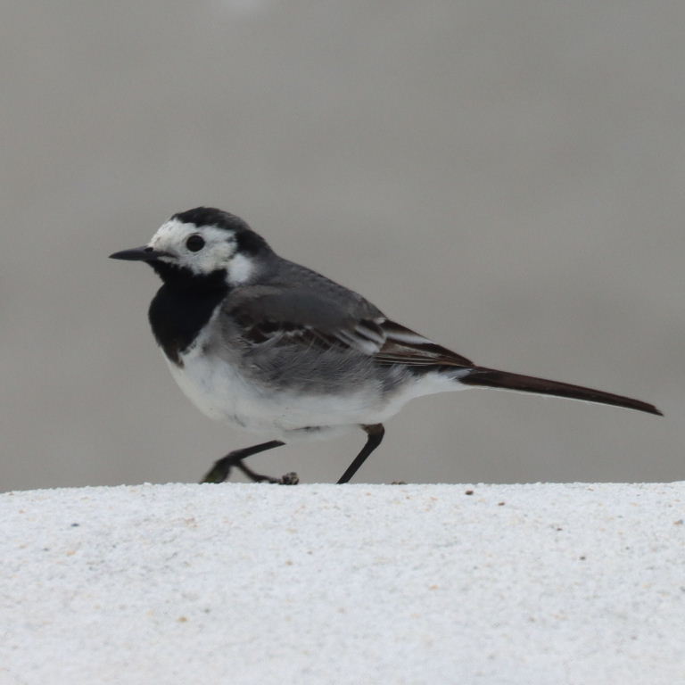 White Wagtail male