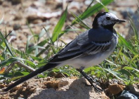 White wagtail