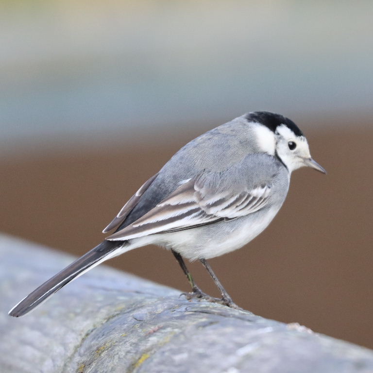 White Wagtail male