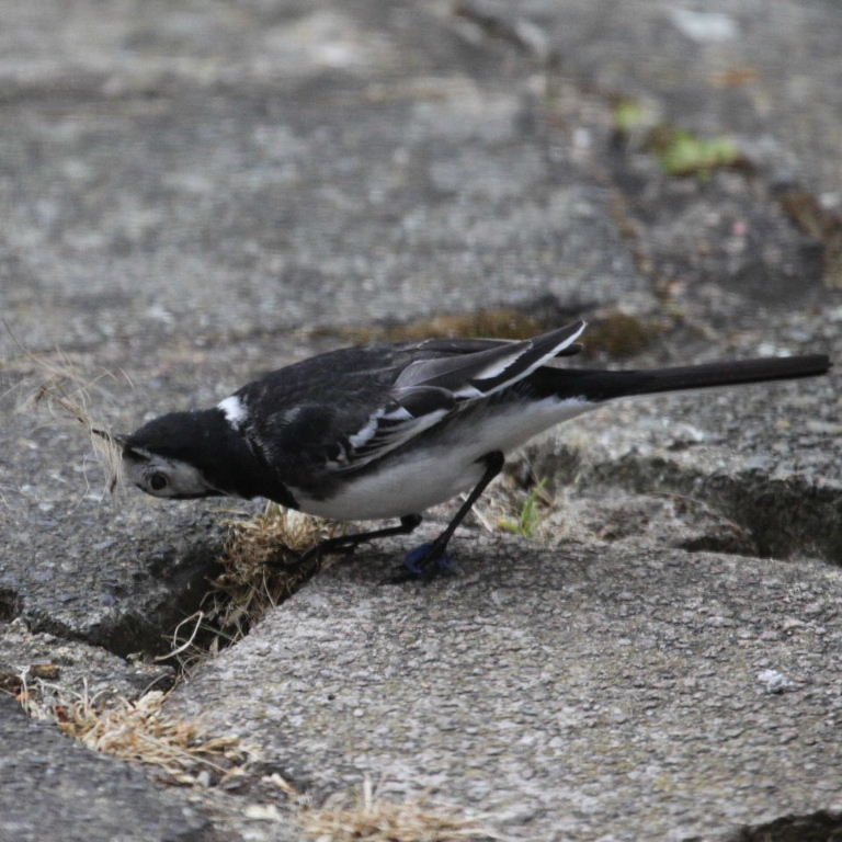 Pied Wagtail gathering nesting