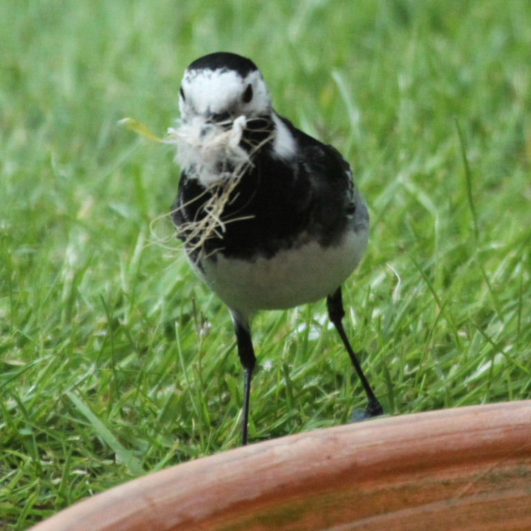 Pied Wagtail gathering nesting material