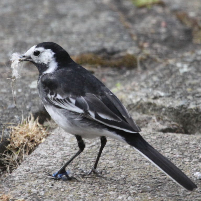Pied Wagtail gathering nesting material