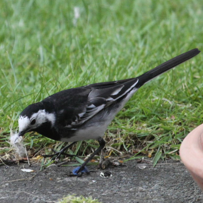 Pied Wagtail