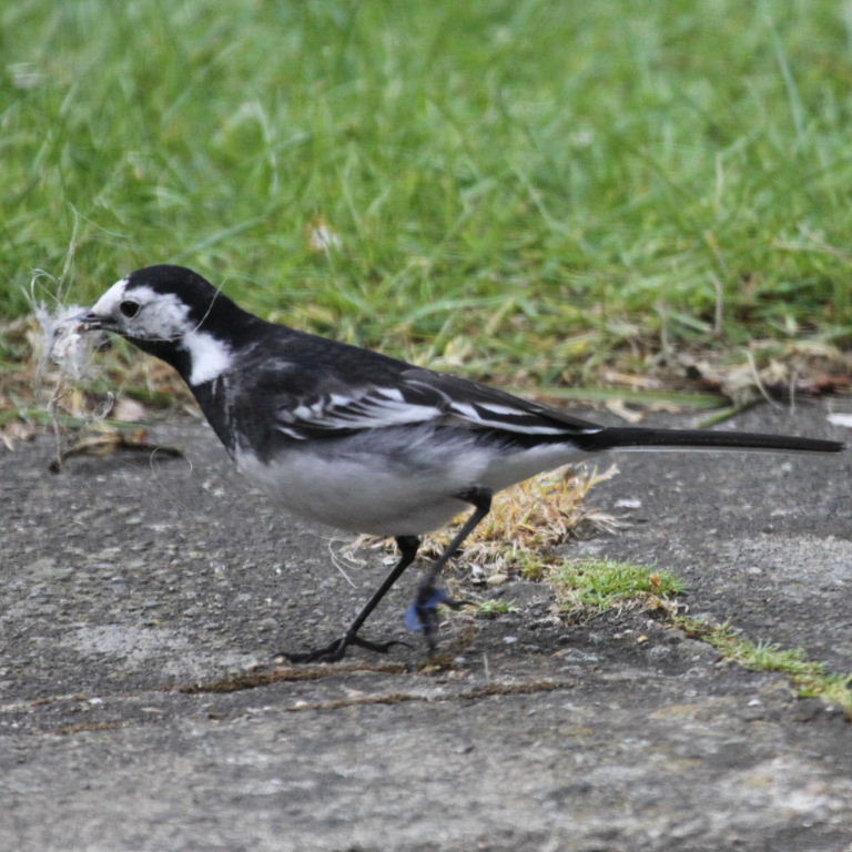 Pied Wagtail