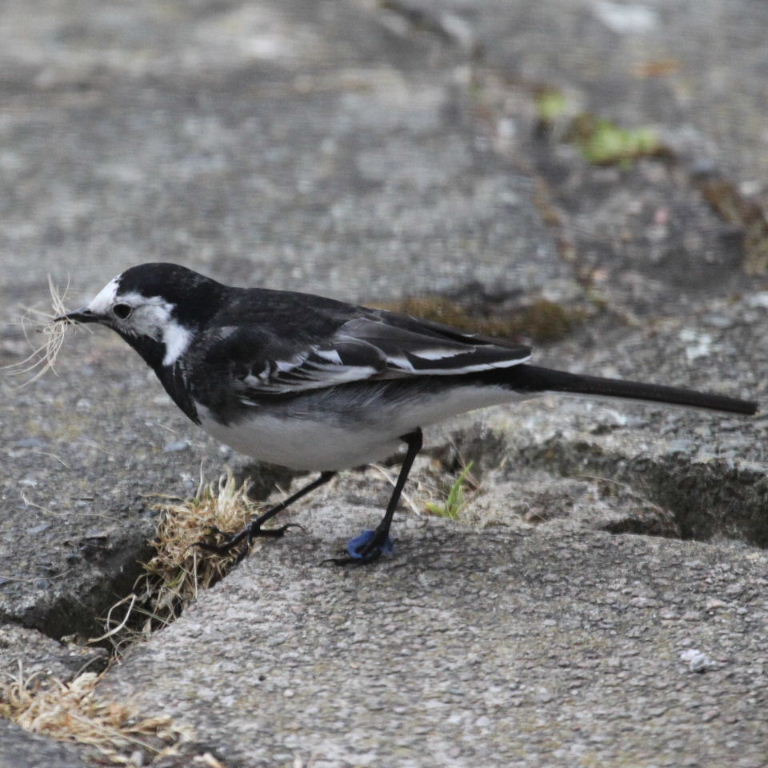 Pied Wagtail with hair