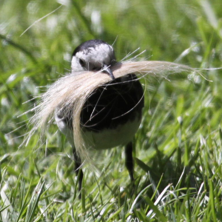 Pied Wagtail hairdresser